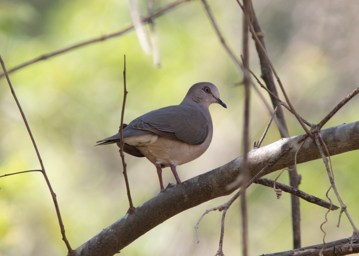 White-tipped Dove (brasiliensis Group) - Silvia Faustino Linhares
