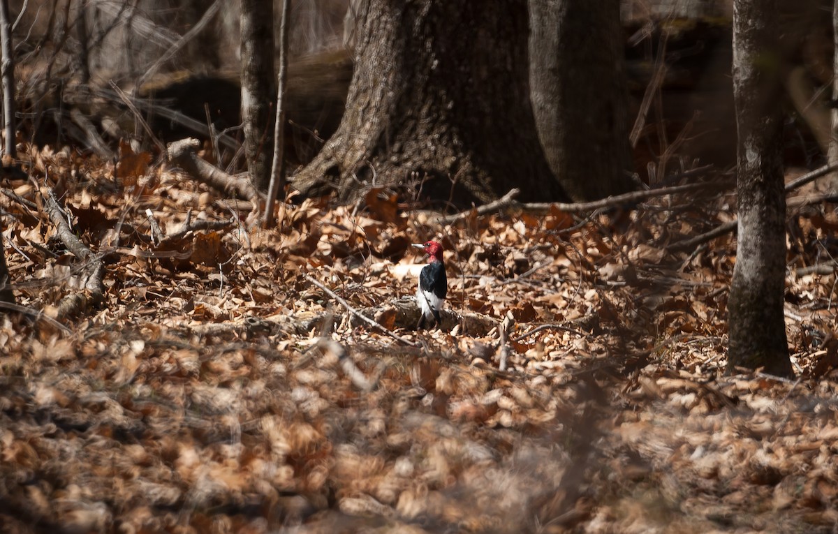 Red-headed Woodpecker - ML55183101