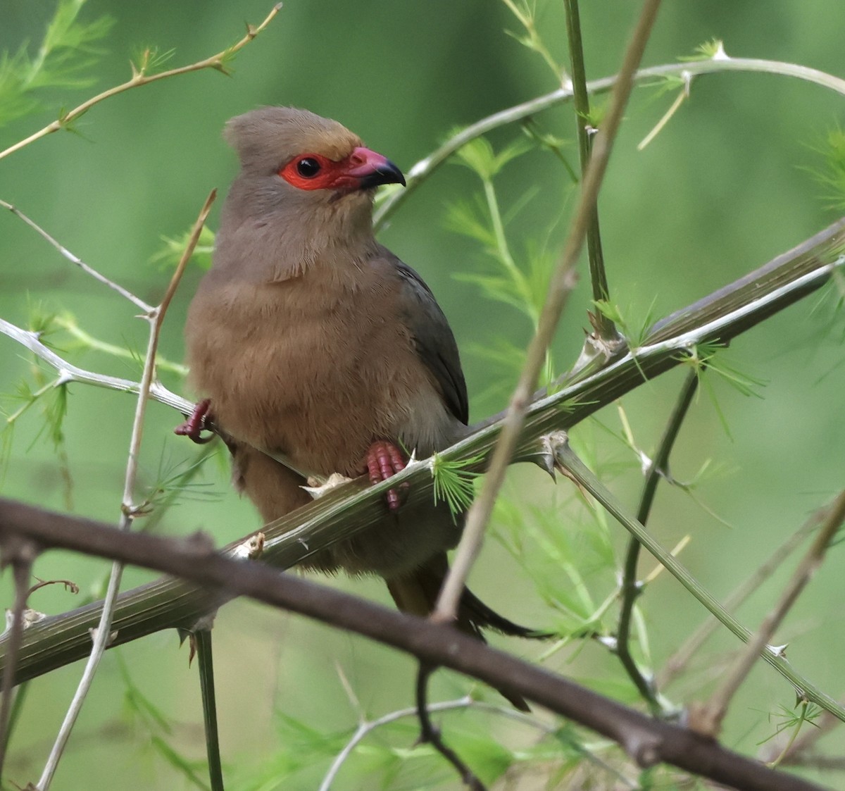 Red-faced Mousebird - ML551837181