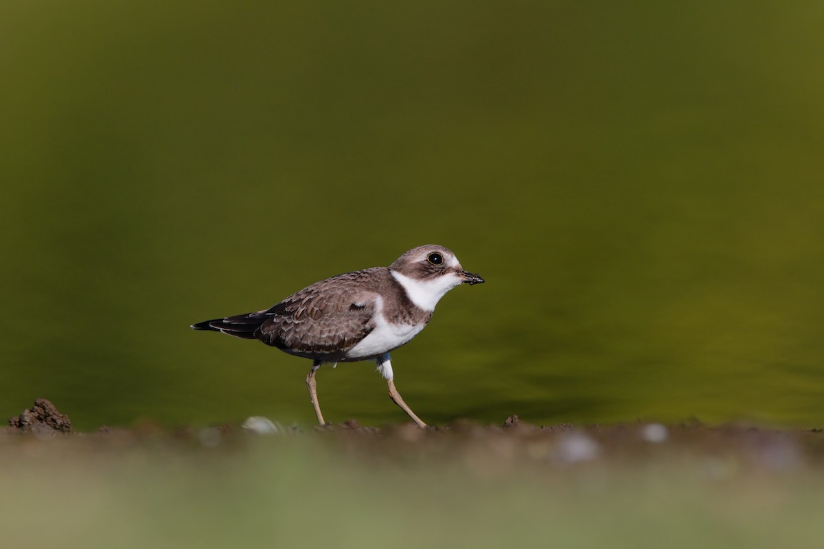 Semipalmated Plover - ML551837541