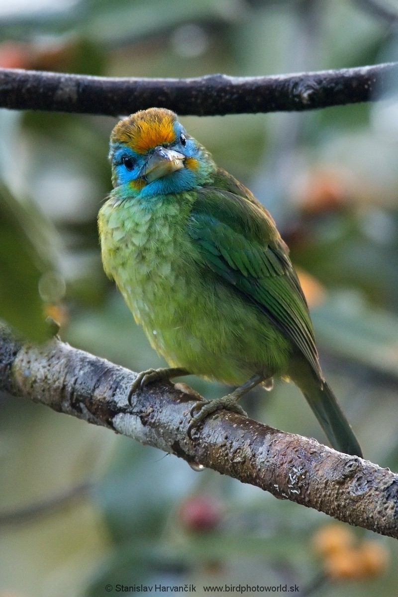 Yellow-fronted Barbet - ML551839311
