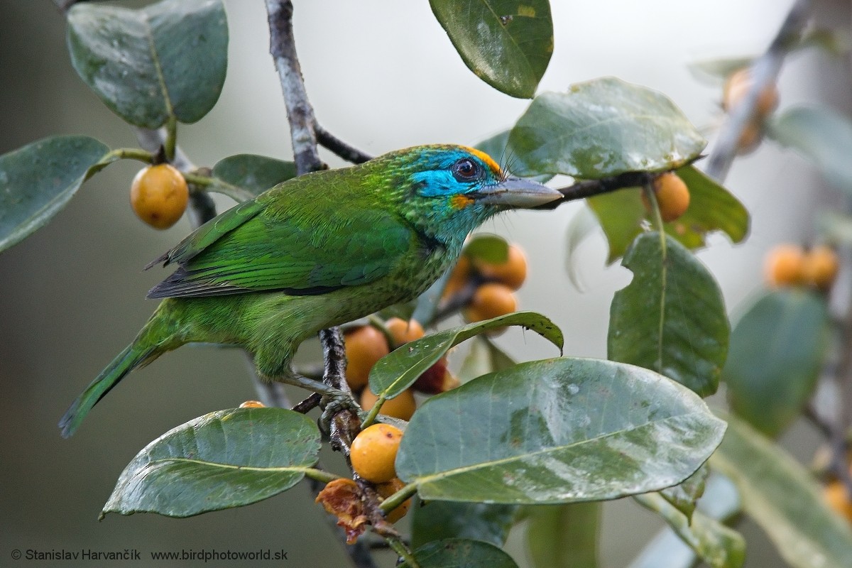 Yellow-fronted Barbet - ML551839331