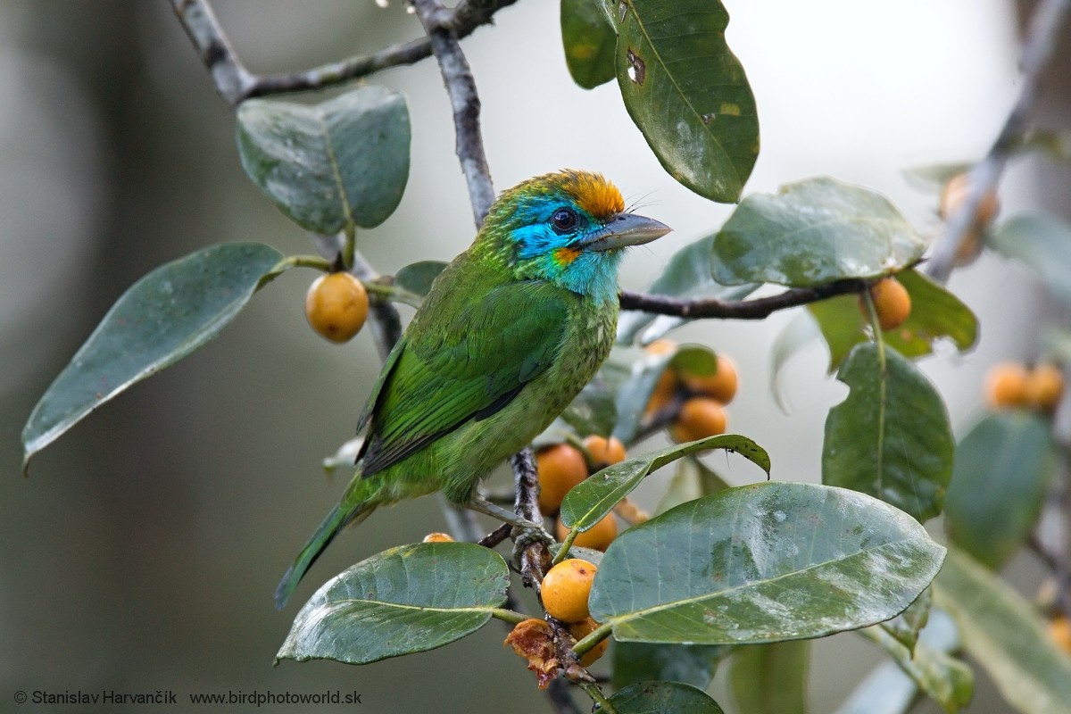 Yellow-fronted Barbet - ML551839341