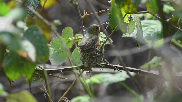 Allen's Hummingbird - ML551842291