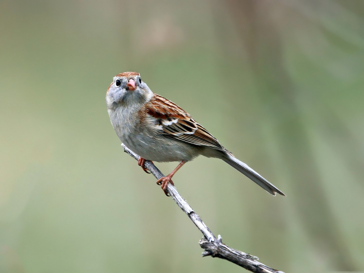 Field Sparrow - ML55184461