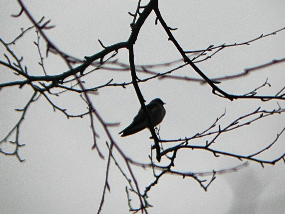 Northern Rough-winged Swallow (Northern) - Aidan Kiley