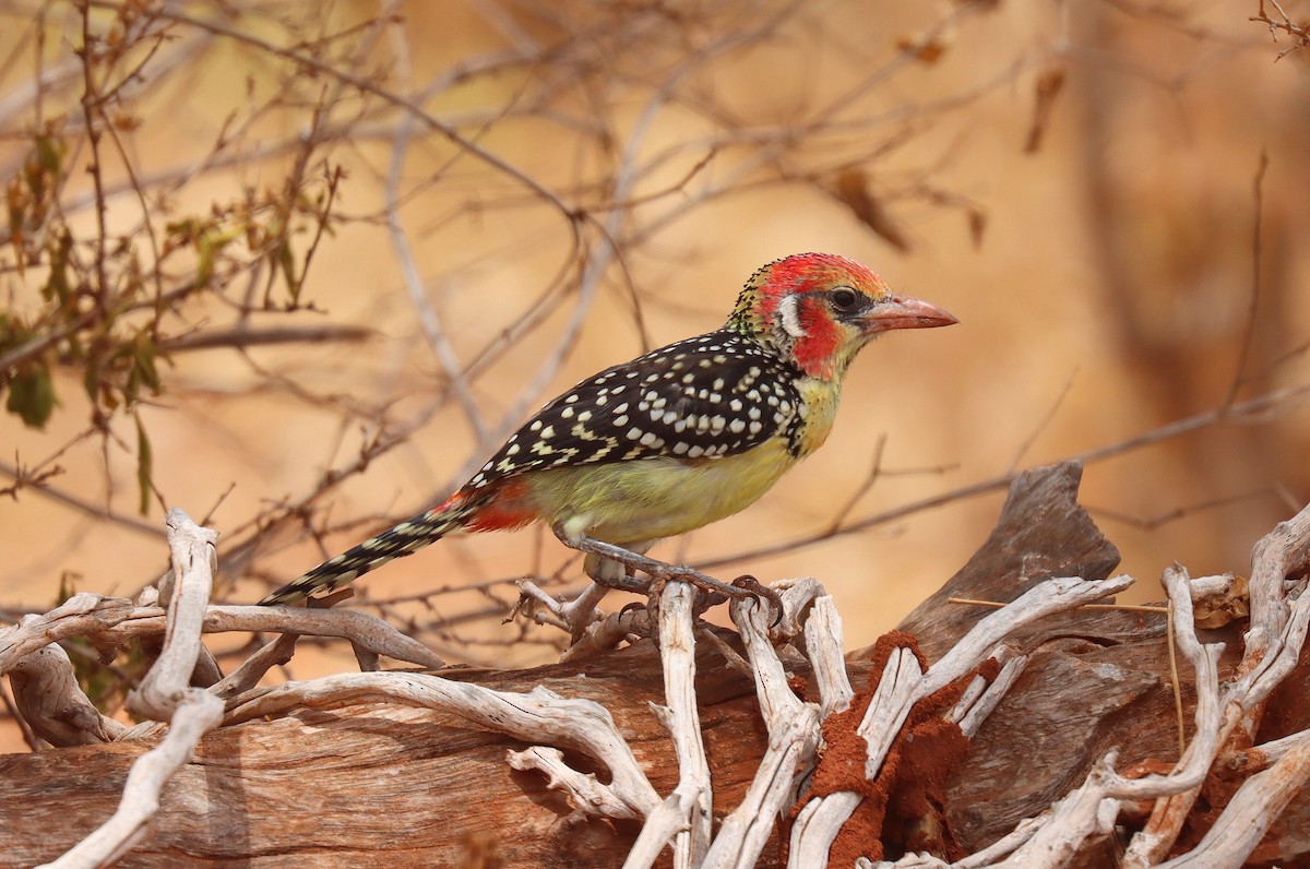 Red-and-yellow Barbet - ML551845871