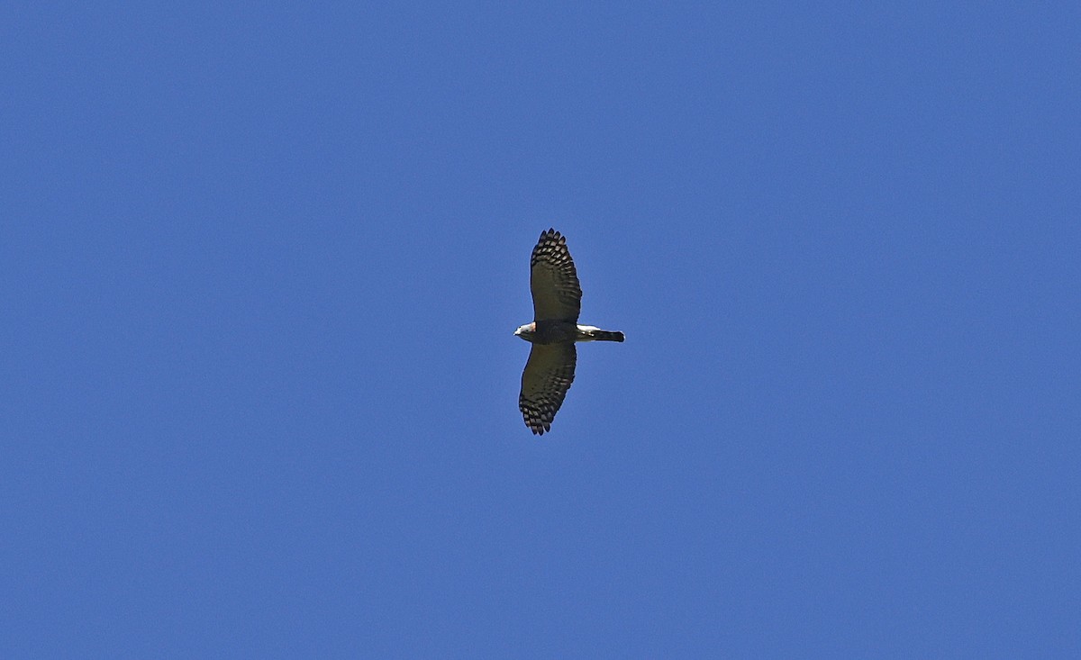 Double-toothed Kite - Paul Chapman