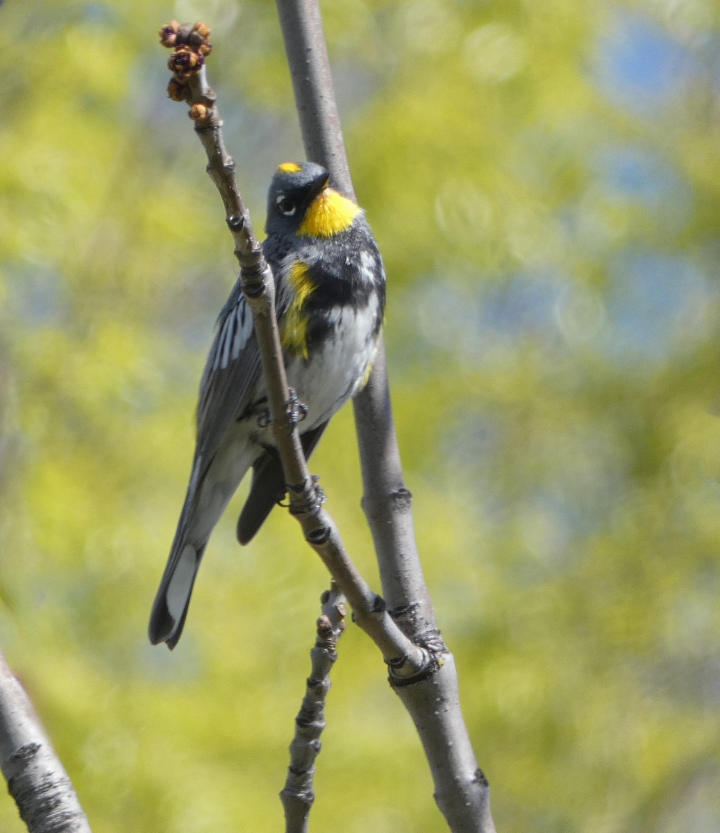 Yellow-rumped Warbler (Audubon's) - ML551858141