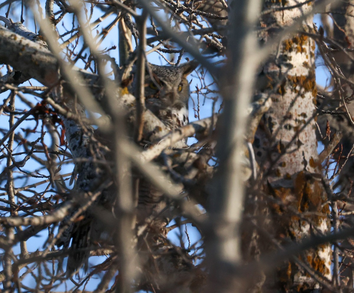 Great Horned Owl - ML551859571