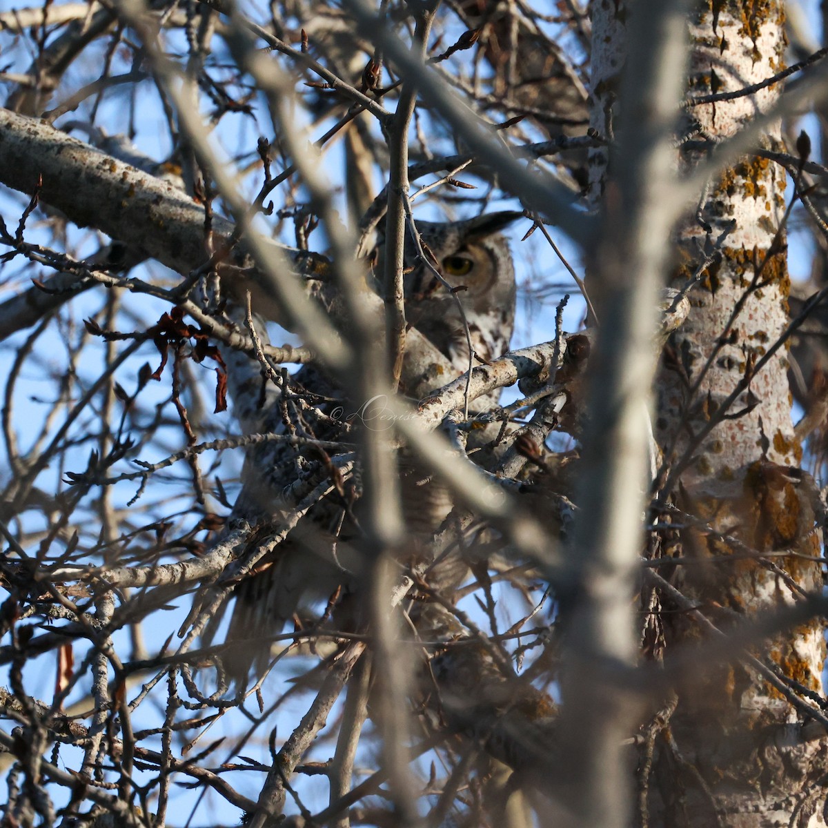 Great Horned Owl - ML551859581