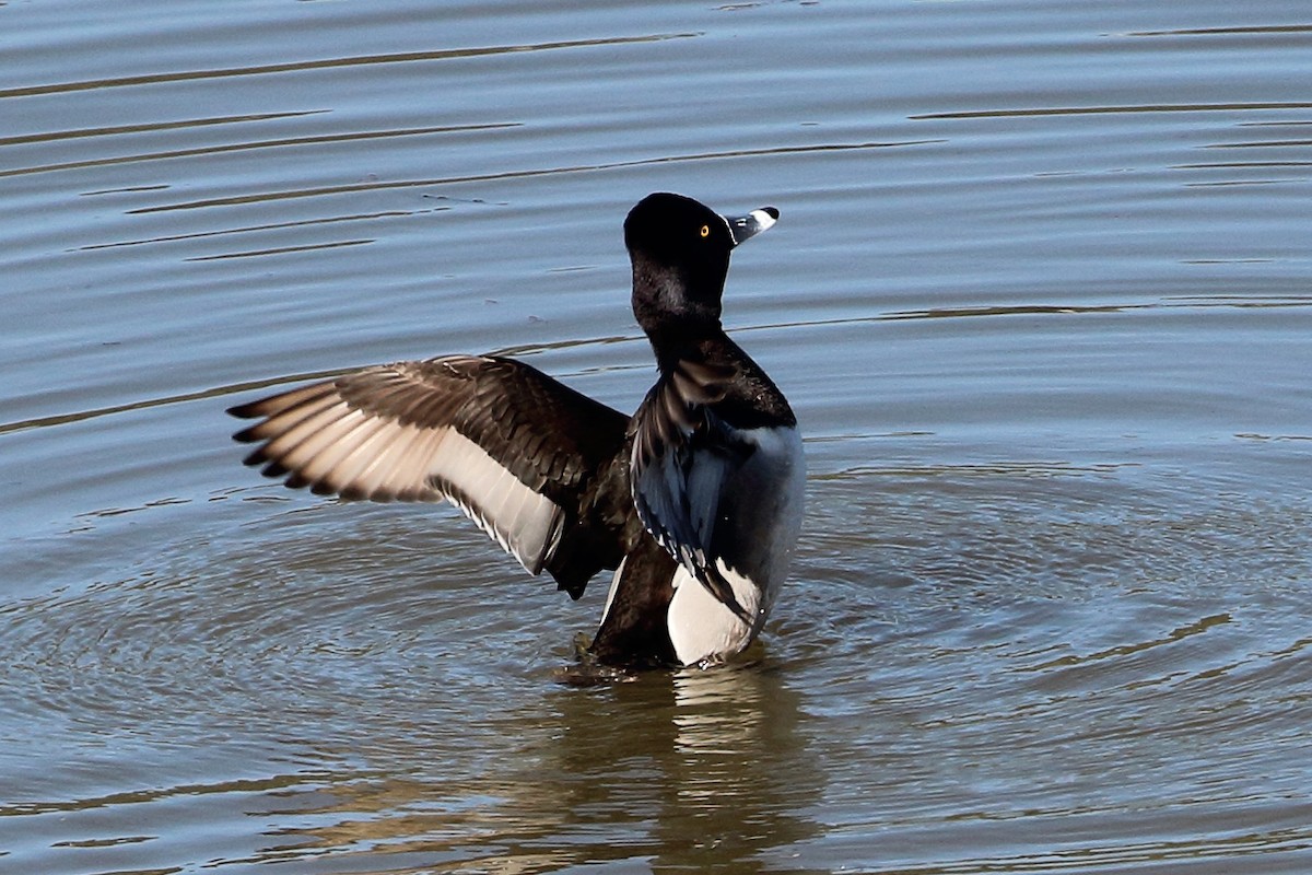Ring-necked Duck - ML551859901