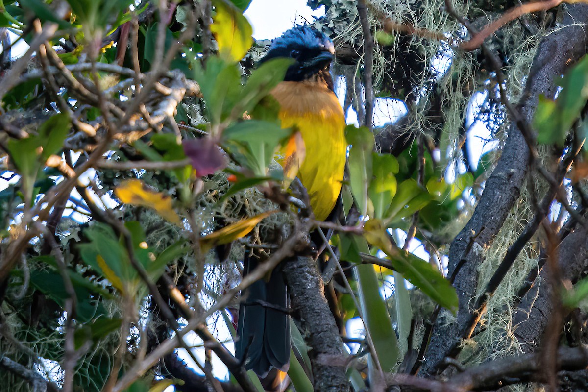 Buff-breasted Mountain Tanager (Carriker's) - ML551865481