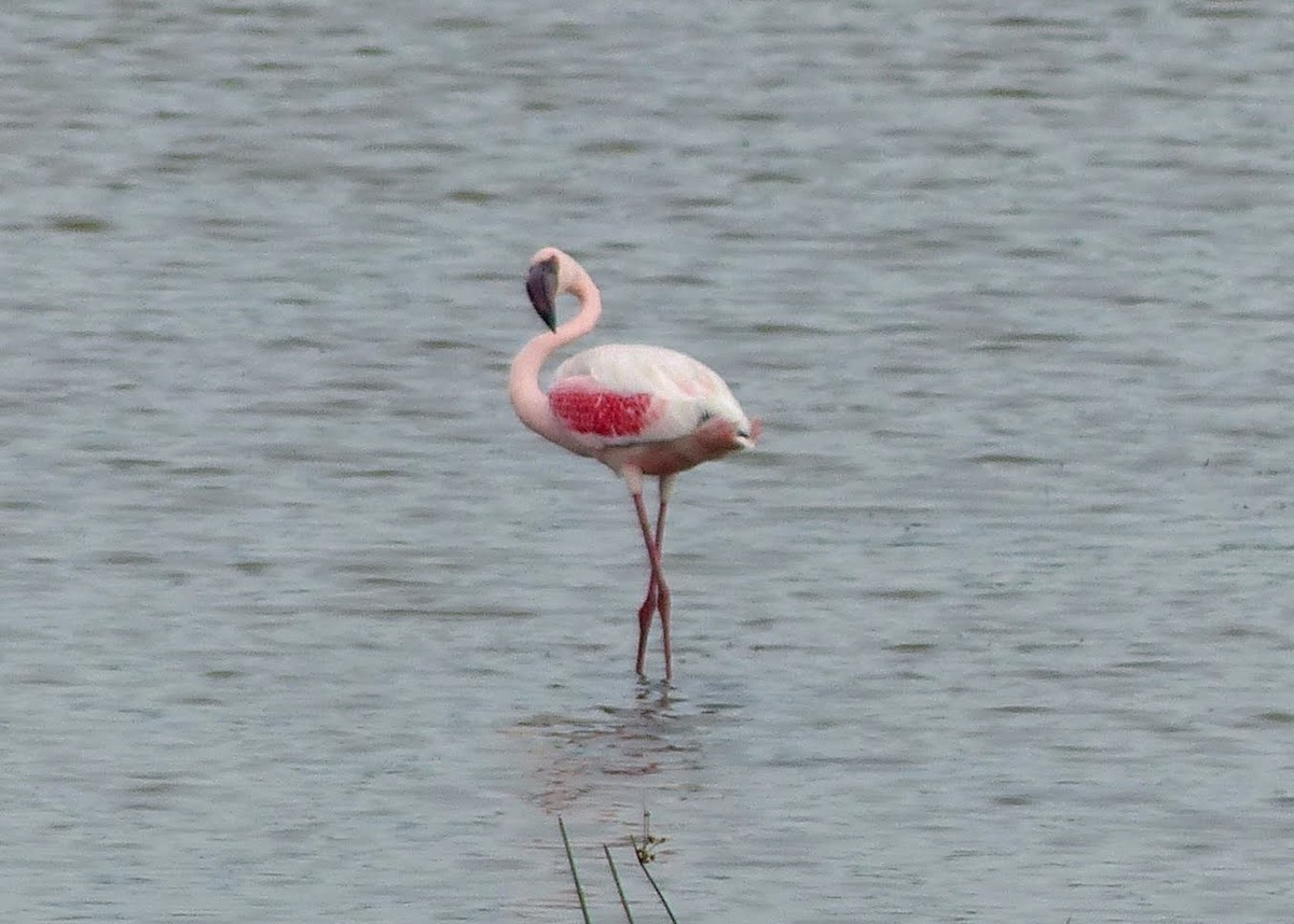 Lesser Flamingo - Andy Frank