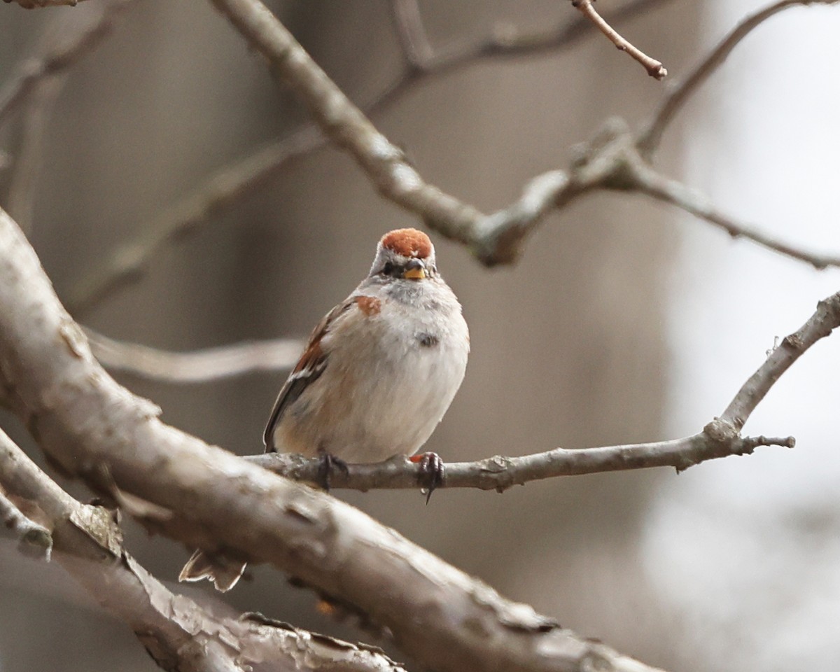 American Tree Sparrow - ML551869451