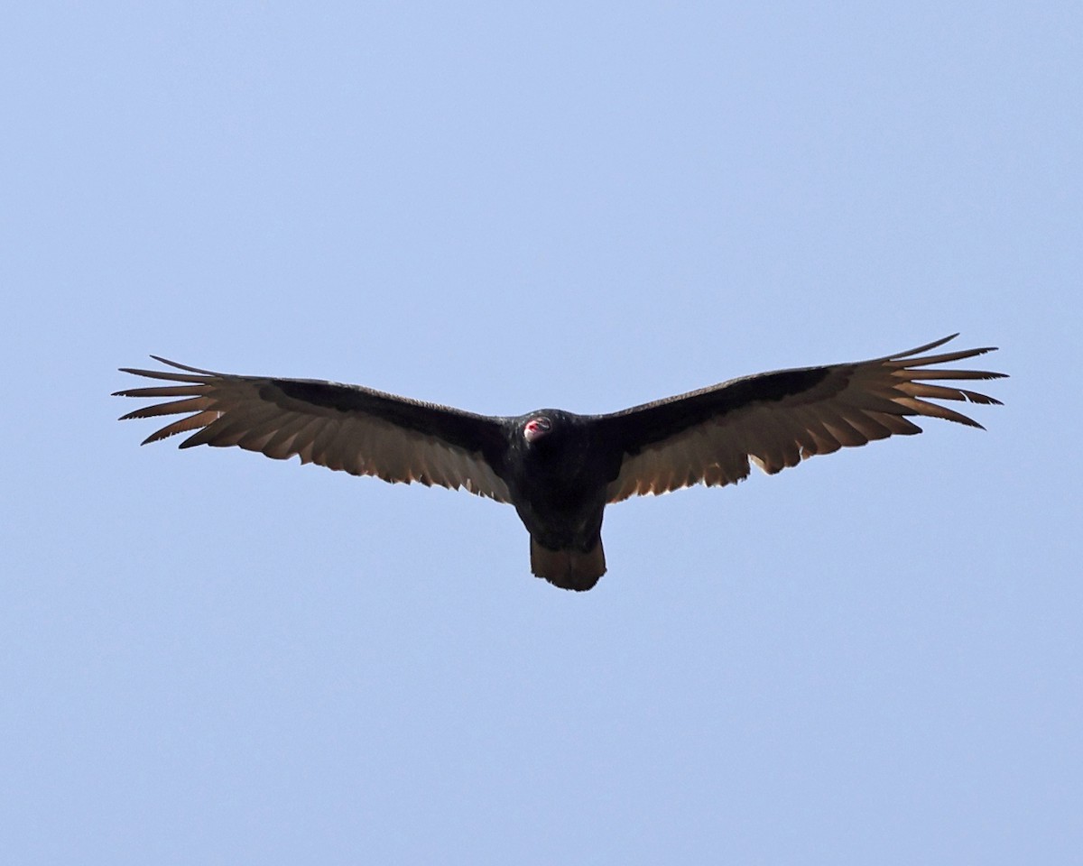 Turkey Vulture - ML551869571