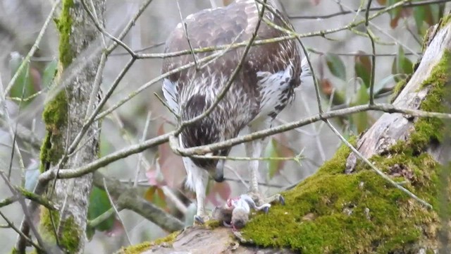 Red-tailed Hawk - ML551878501