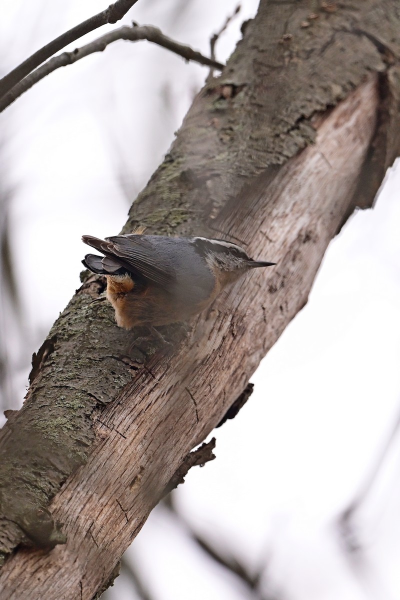 Red-breasted Nuthatch - ML551882731