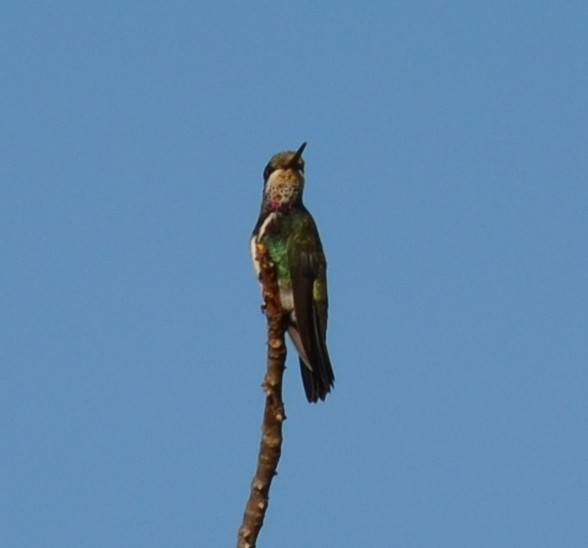 kolibřík fialovolímcový - ML551884451