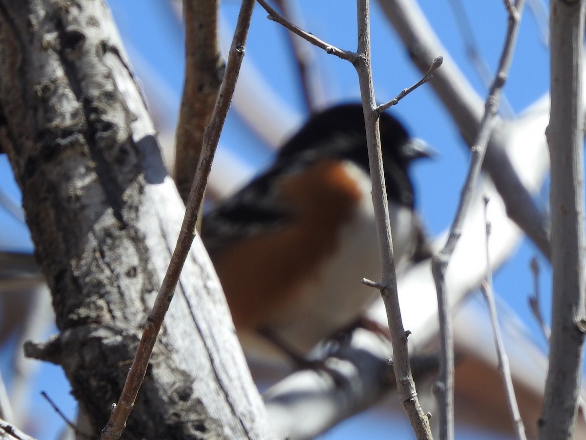 Spotted Towhee - ML551886221