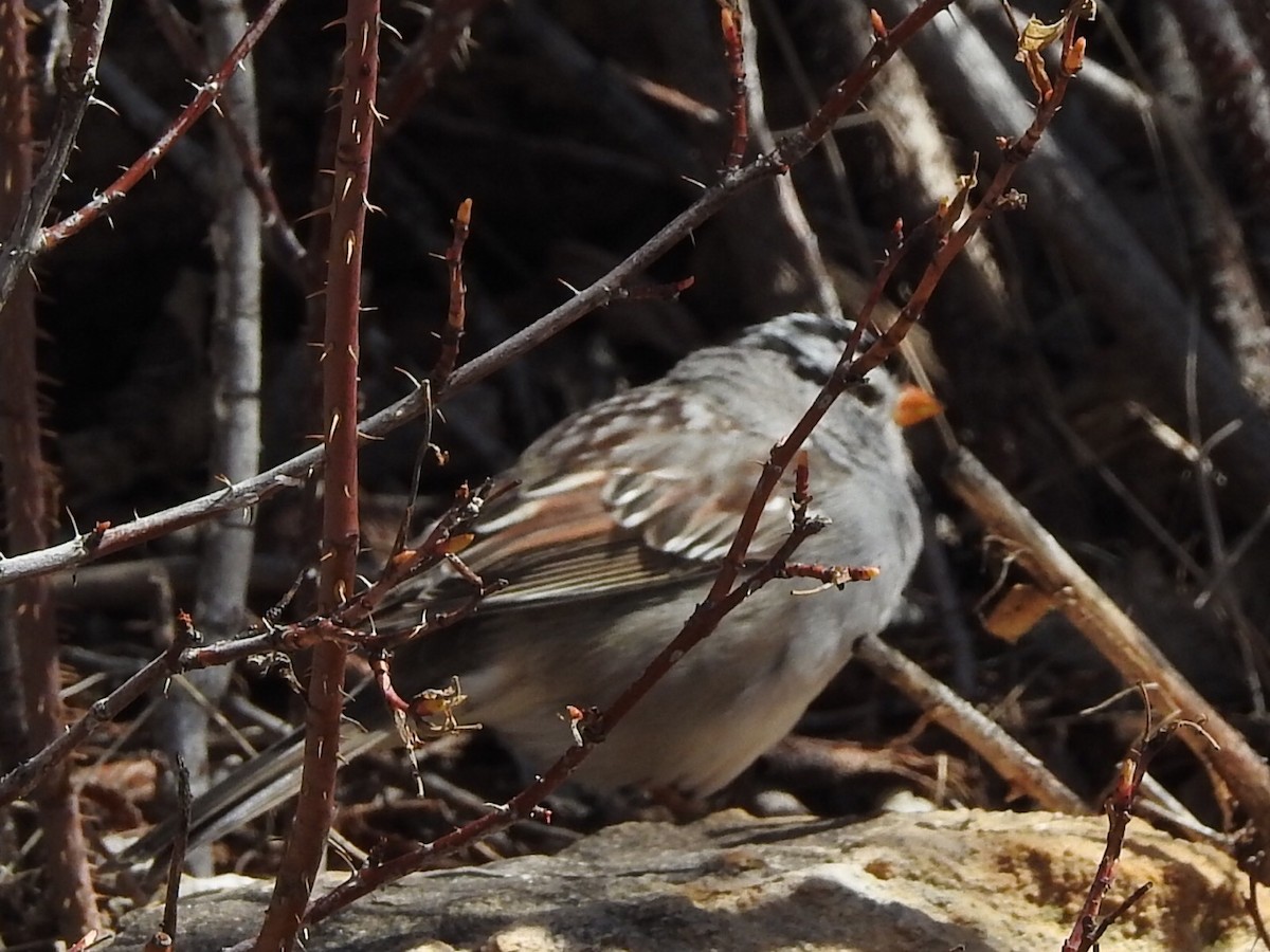 White-crowned Sparrow - ML551886591