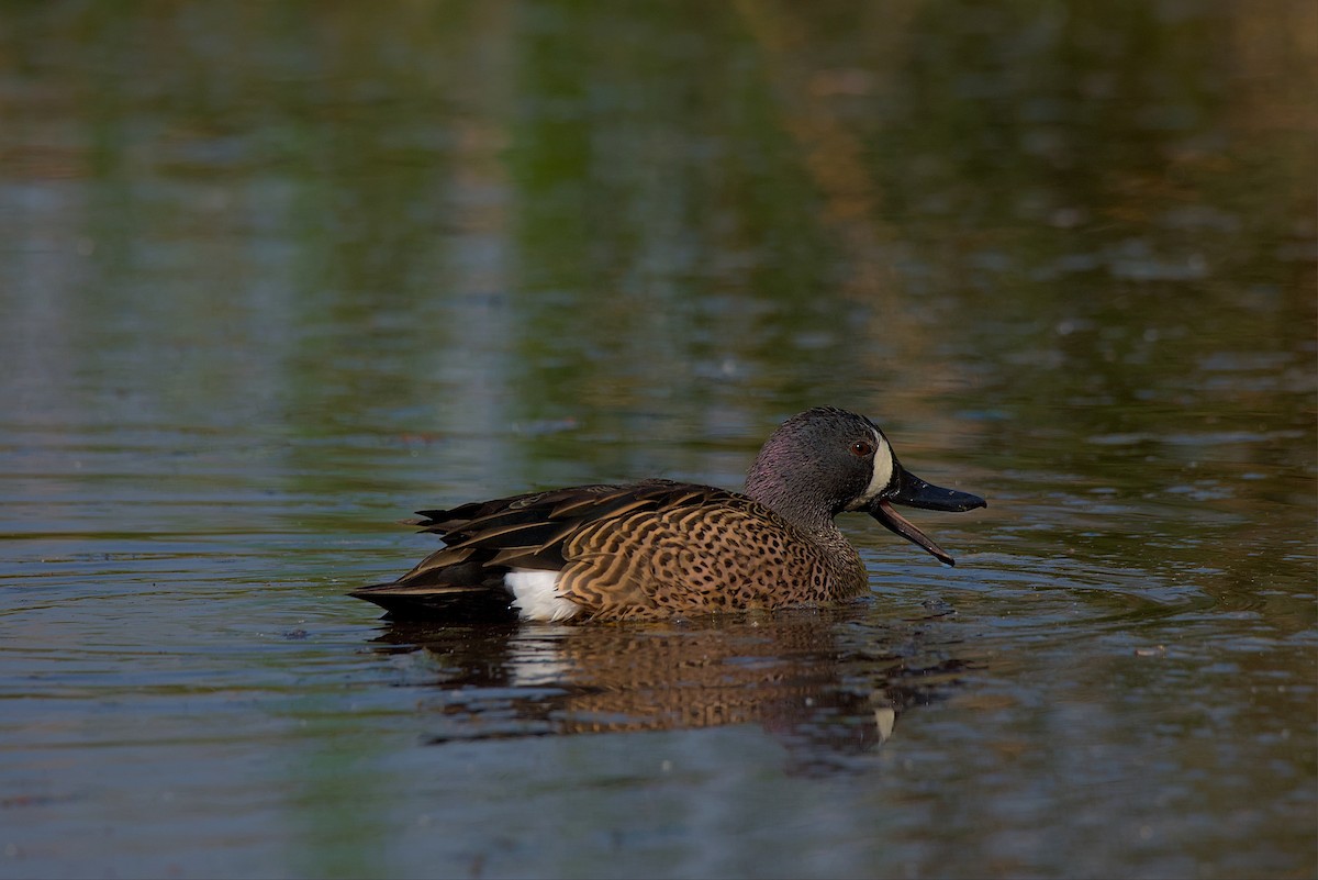 Blue-winged Teal - ML551888631