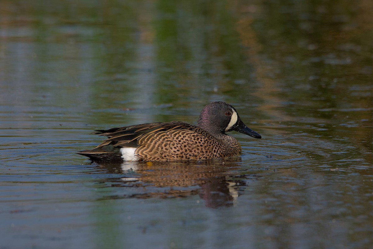 Blue-winged Teal - ML551888641