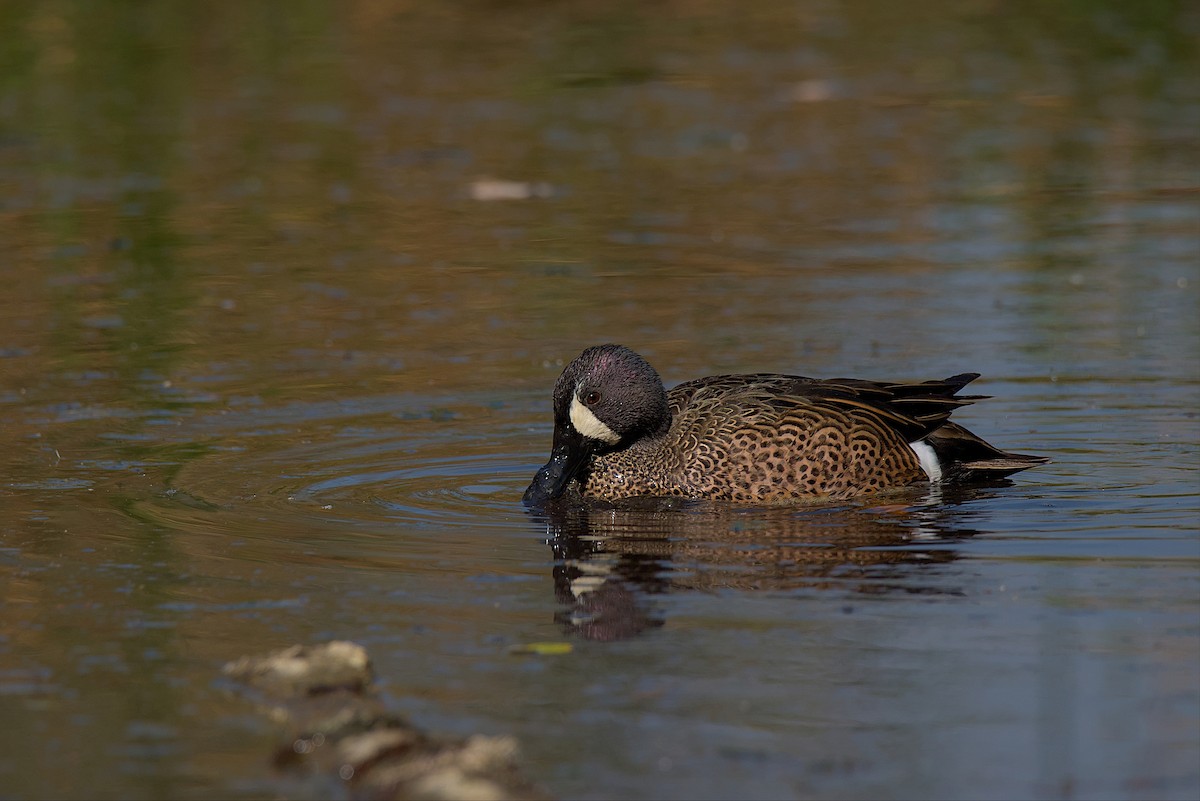 Blue-winged Teal - ML551888651