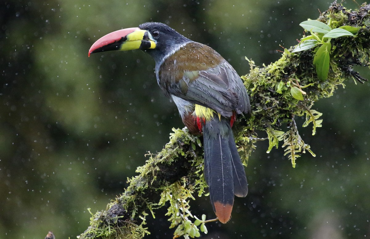 Gray-breasted Mountain-Toucan - ML551891901