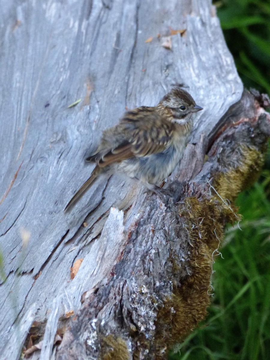 Rufous-collared Sparrow - ML551893421