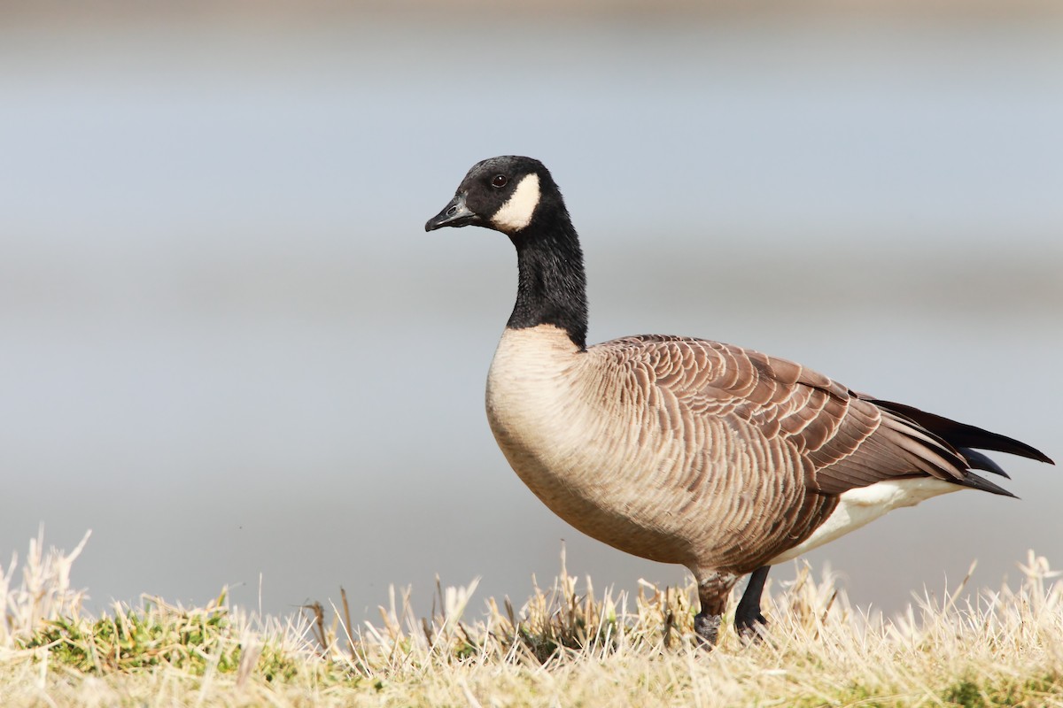 Cackling Goose (Taverner's) - ML551895391