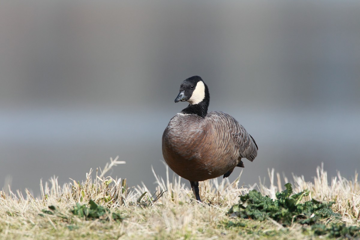 Cackling Goose (minima) - ML551895411