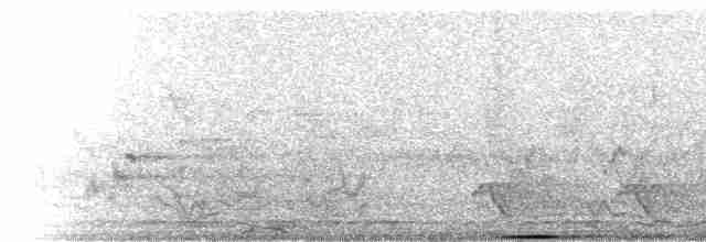  - Abyssinian Ground-Hornbill