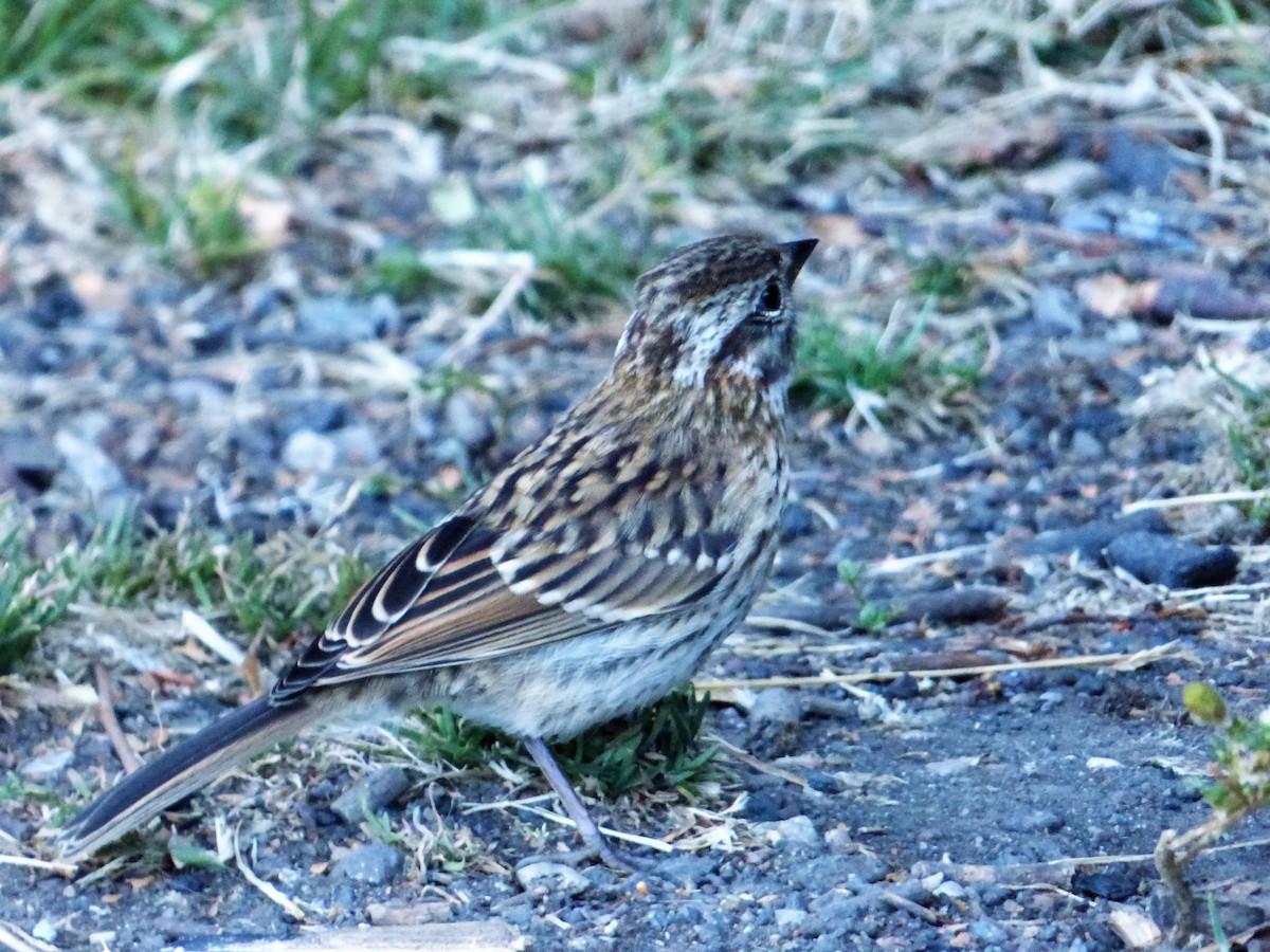 Rufous-collared Sparrow - ML551896521