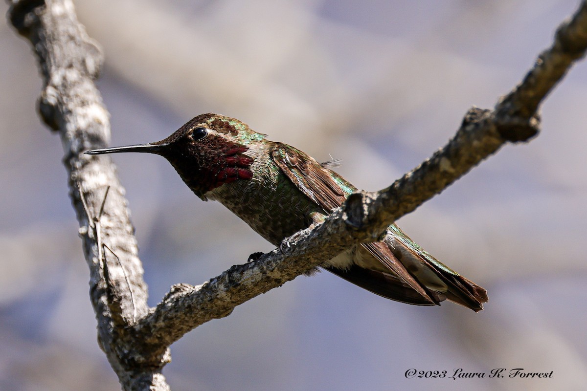Anna's Hummingbird - ML551897711