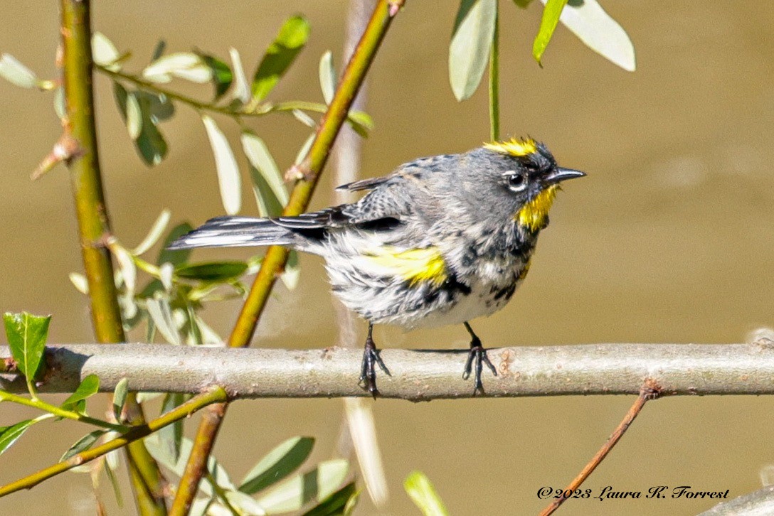 Yellow-rumped Warbler (Audubon's) - ML551897791