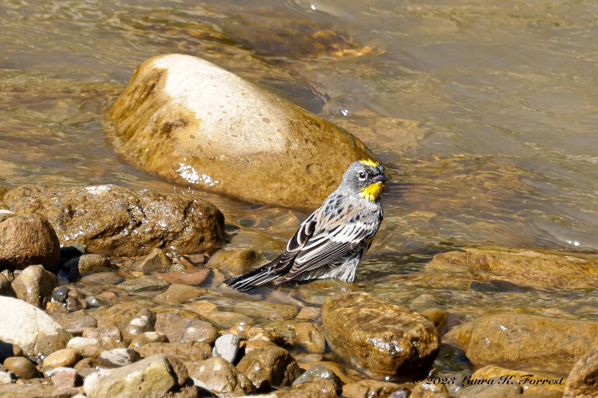 Yellow-rumped Warbler (Audubon's) - ML551897801