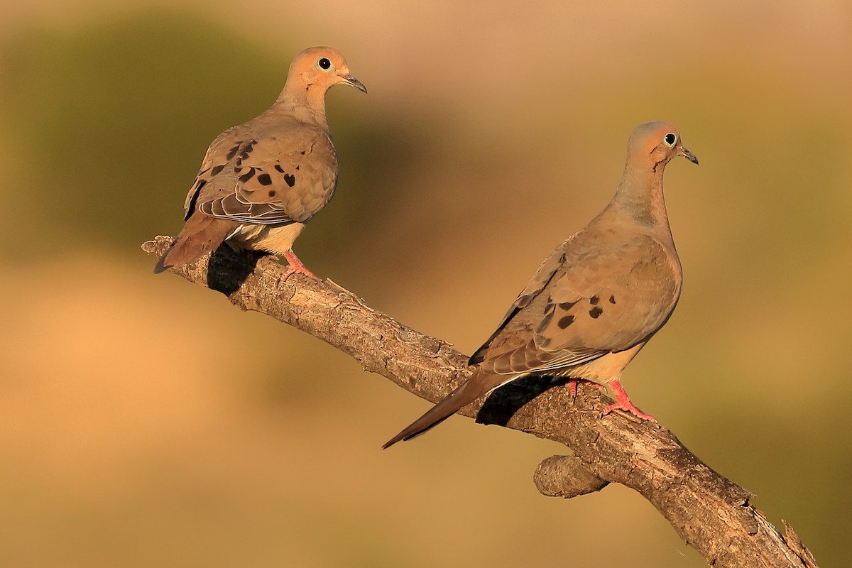 Mourning Dove - Lawrence Haller