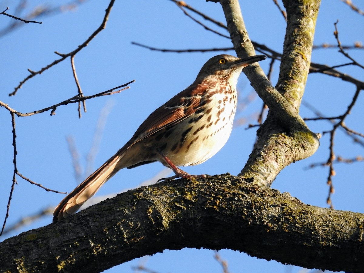 Brown Thrasher - ML551899621