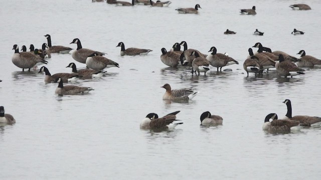 Pink-footed Goose - ML551899691