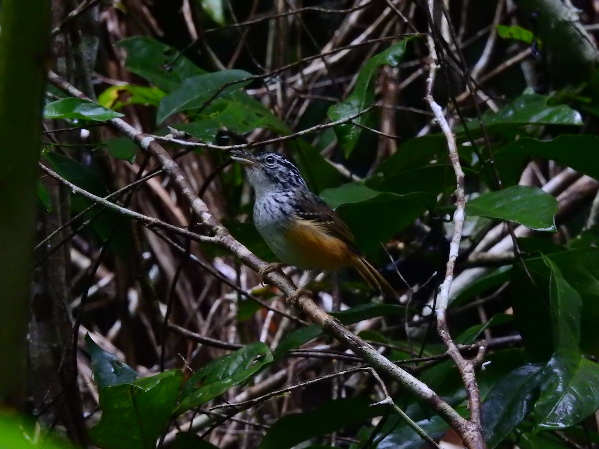 Rondonia Warbling-Antbird - ML551903361