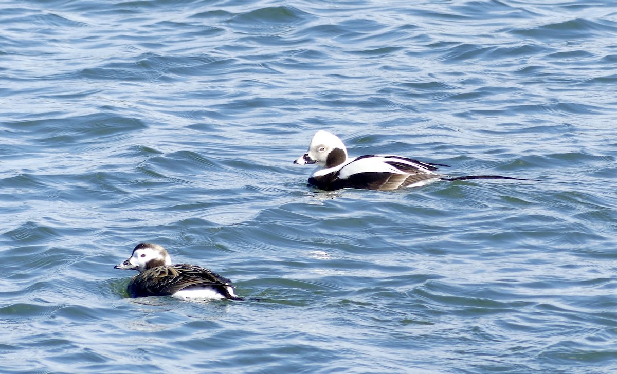 Long-tailed Duck - ML551908941