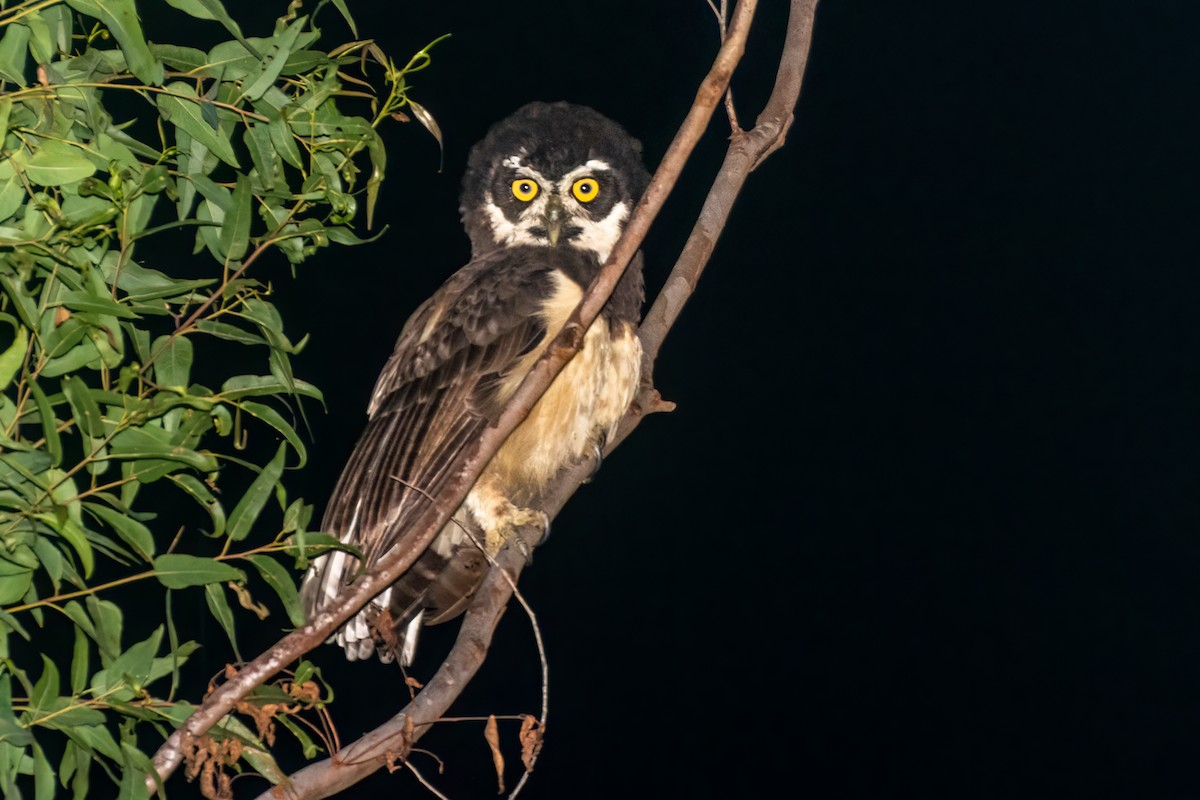 Spectacled Owl - ML551911831