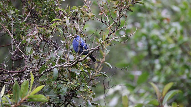 Blue-and-black Tanager - ML551913471