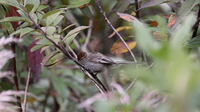Rusty-crowned Tit-Spinetail - ML551913961