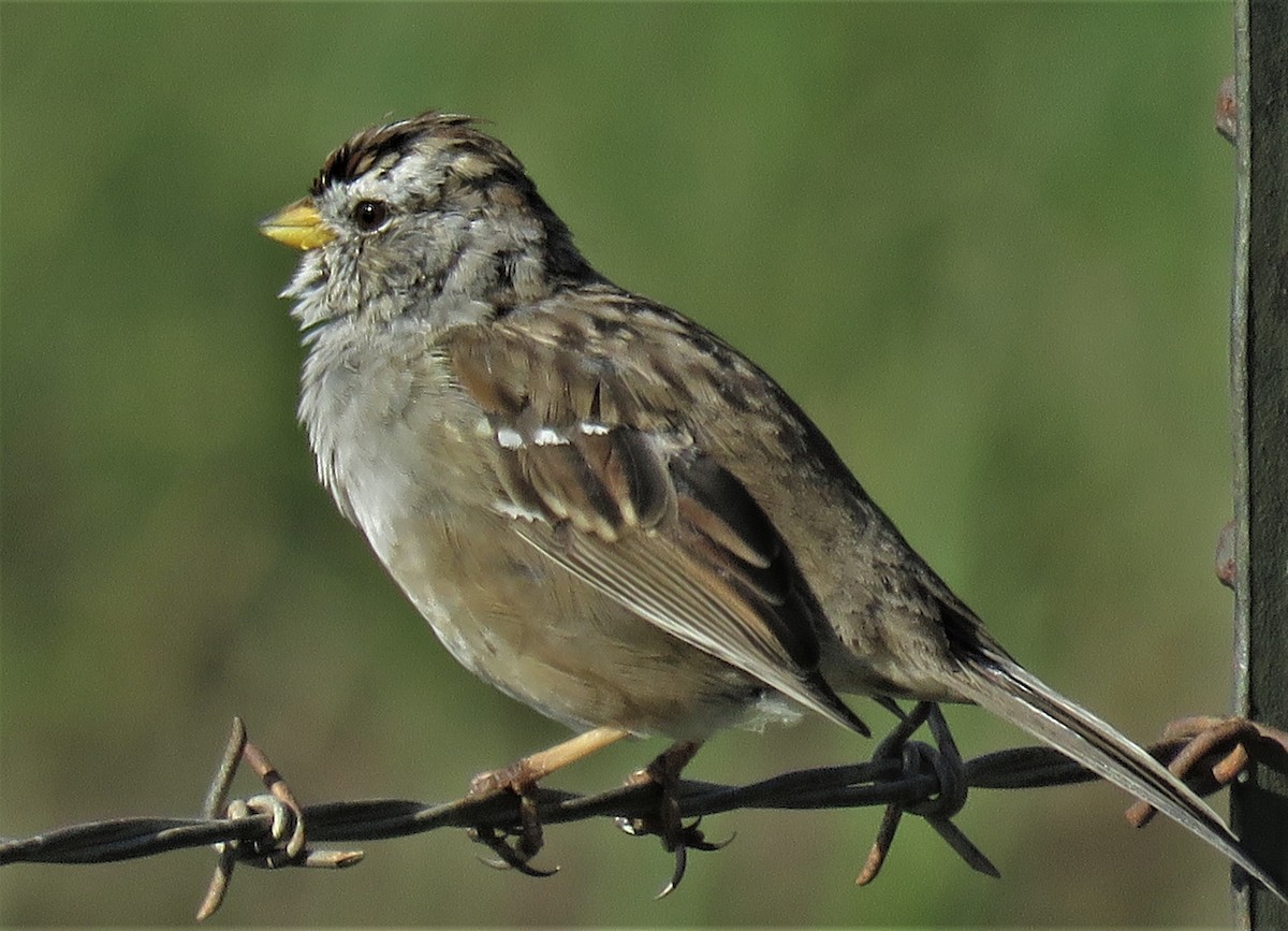 White-crowned Sparrow (pugetensis) - ML551916131