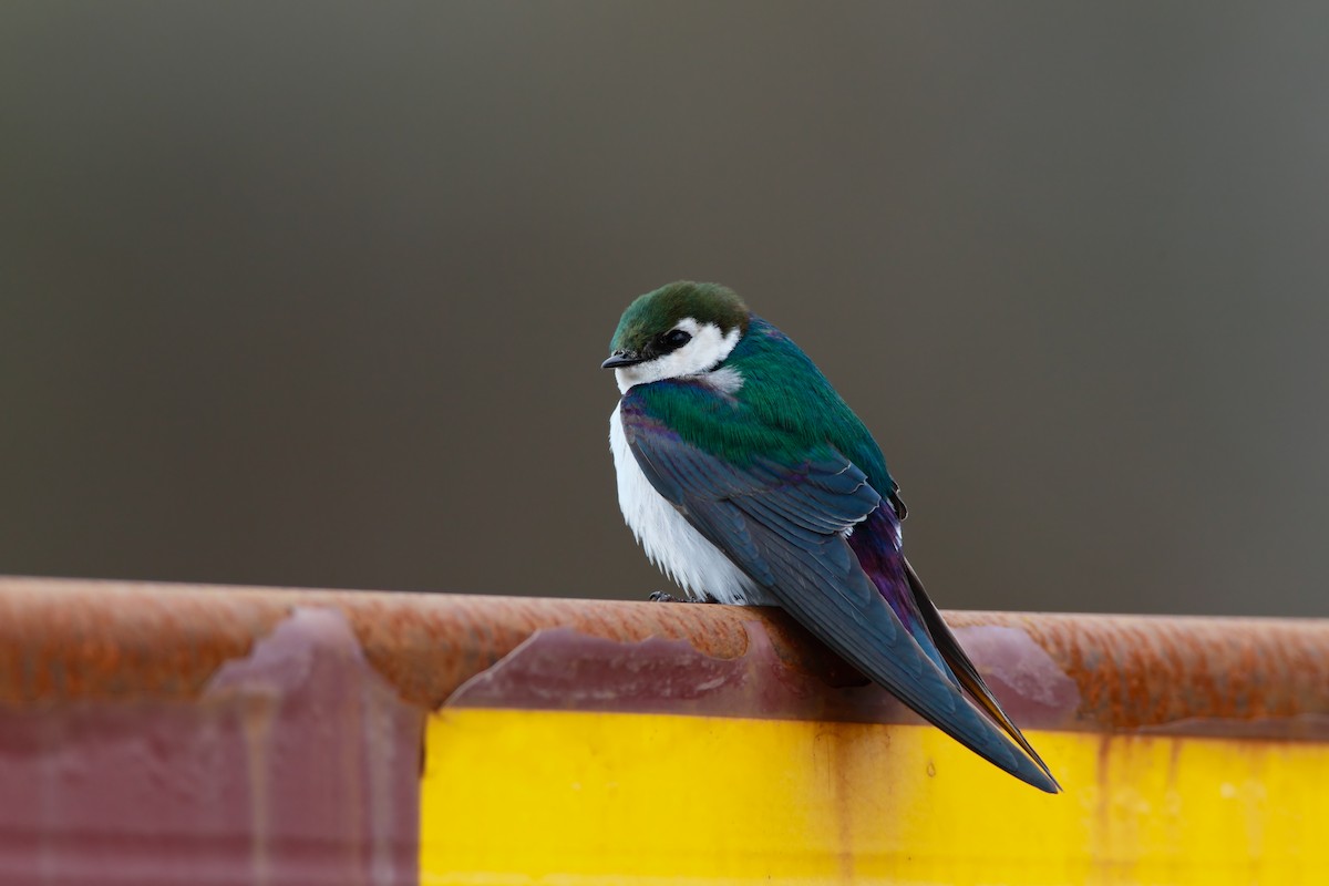 Violet-green Swallow - ML551921951