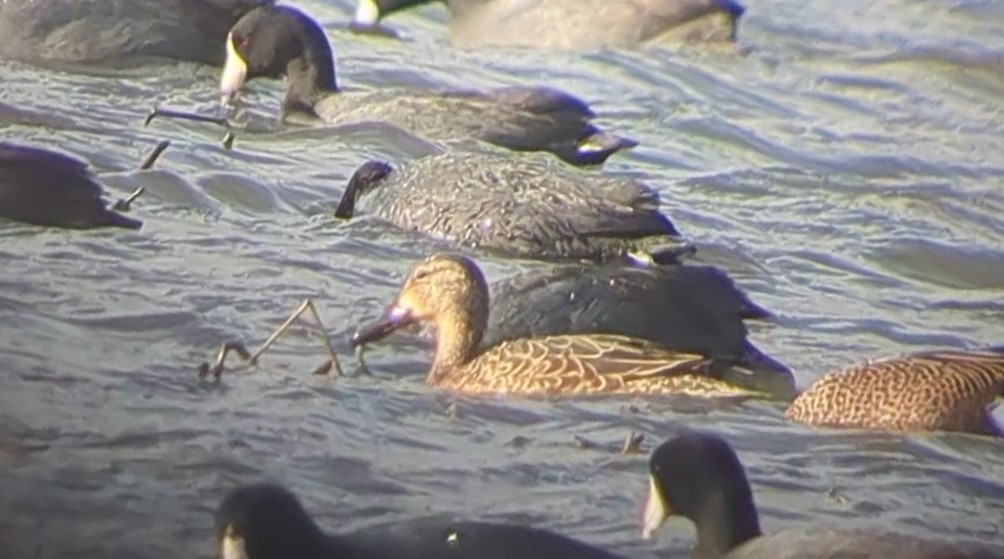 eBird Checklist 31 Mar 2023 Eagle Bluffs CA 31 species (+1 other taxa)