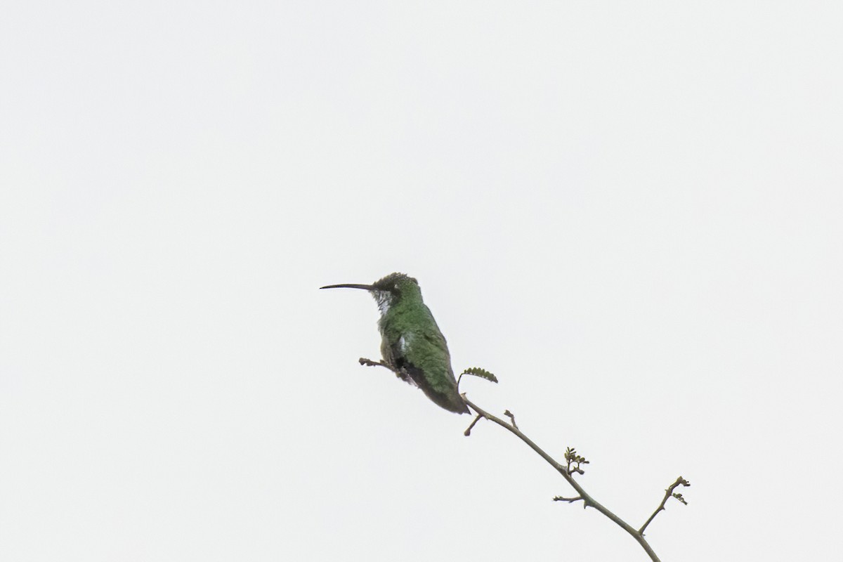kolibřík klínoocasý (ssp. pampa) - ML551930581