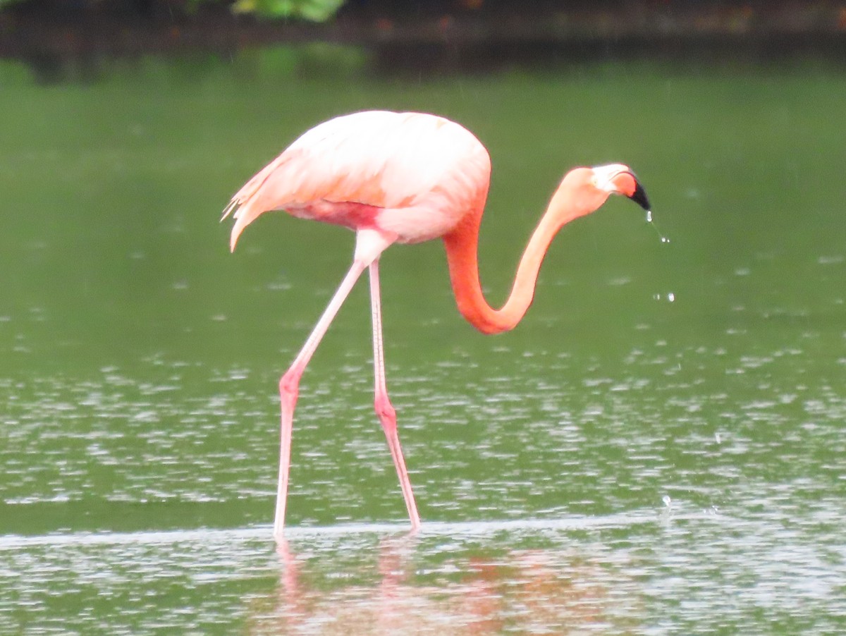 American Flamingo - Steve Aversa